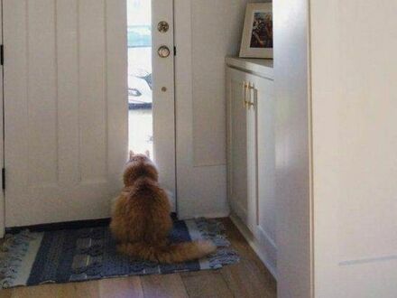 Mąż od dwóch miesięcy pracuje z domu, ale Marty nadal codziennie o 17 siedzi przy drzwiach i na niego czeka