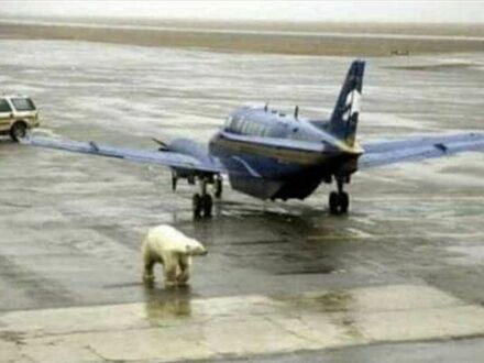 Alaska to miejsce, gdzie opuszczenie samolotu jest opóźnione, bo na drodze do terminala jest niedźwiedź polarny