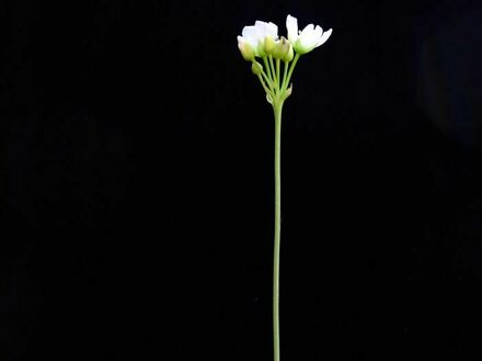 Kwiaty muchołówki amerykańskiej rosną bardzo wysoko, aby roślina przez przypadek nie zjadła owada, który ją zapyla