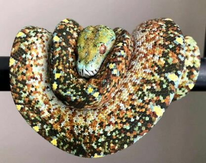 Pikselowaty wąż