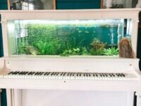 Muzyczne akwarium