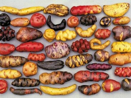 Wszystkie rodzaje ziemniaków w Peru