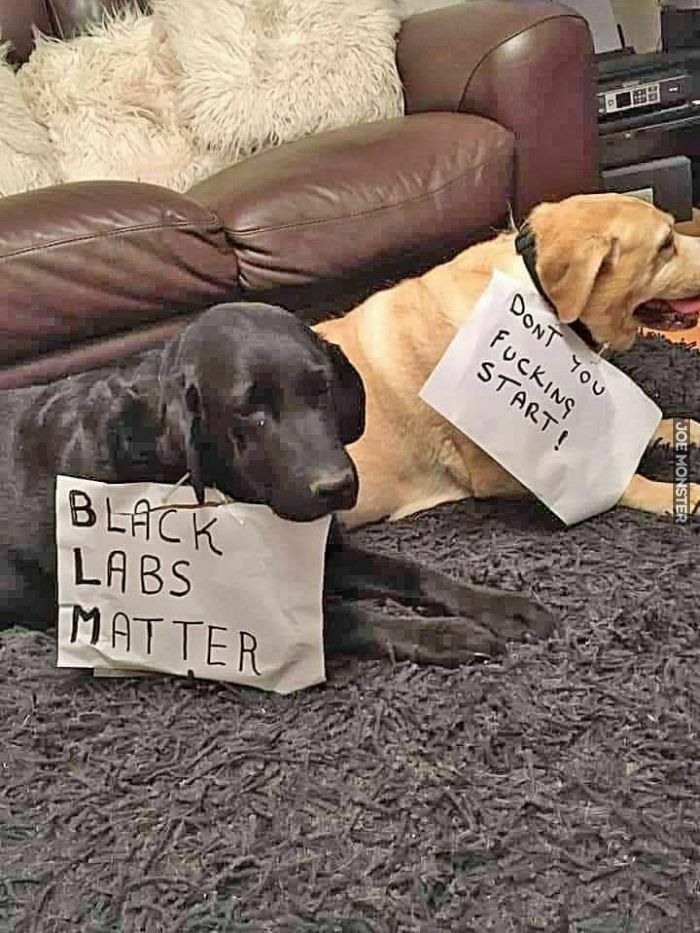 black labs matter dont you fucking start