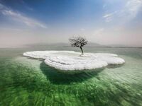 Drzewo rosnące na solnej wyspie na Morzu Martwym