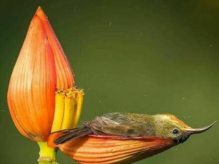 Koliber ma wywalone