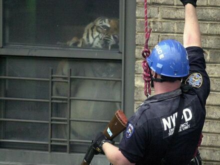 Nowojorski policjant oko w oko z Mingiem - 160-kg tygrysem trzymanym w mieszkaniu w Harlemie, rok 2003