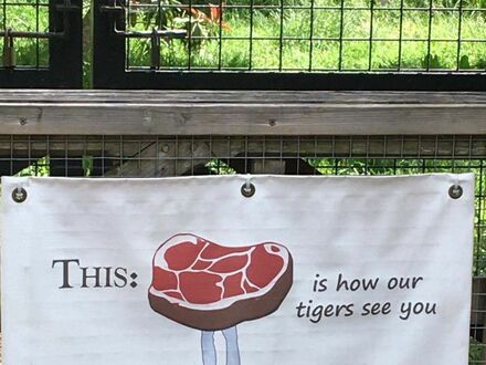 Tak cię widzą nasze tygrysy