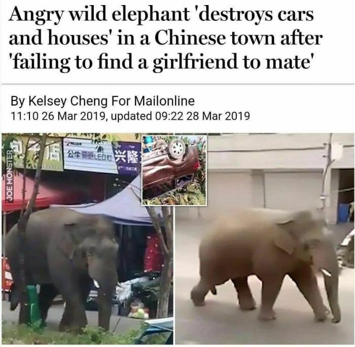 angry wilk elephant destroys