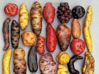 Równe wariacje ziemniaków w Peru