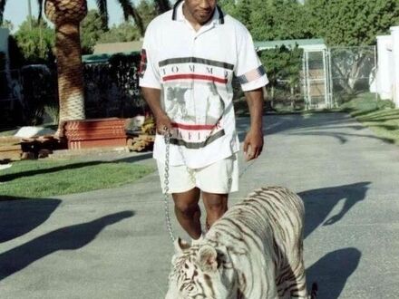 Mike Tyson na spacerze ze swoim tygrysem, 1991 rok