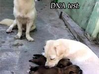 Domagam się testu DNA!