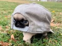 Jestem żółwikiem