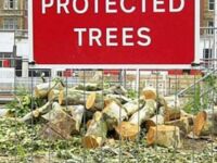To BYŁY chronione drzewa