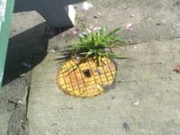 Zawsze się zastanawiałem jak rosną ananasy
