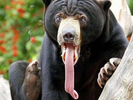 Jęzor niedźwiedzia czarnego