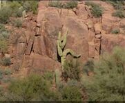 W Arizonie jest tak źle przez Covid-19, że aż kaktus próbuje uciec