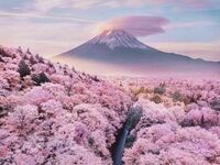 Wiśniowa Japonia