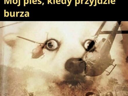 Dog-apokalipsa