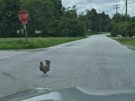 Dlaczego kura przeszła przez ulicę?