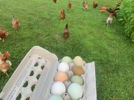 Jajka w różnych kolorach