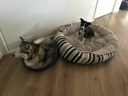 Każdy ma swoje łóżko