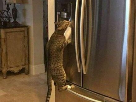 Kot nauczył się jak pić schłodzoną wodę z lodówki