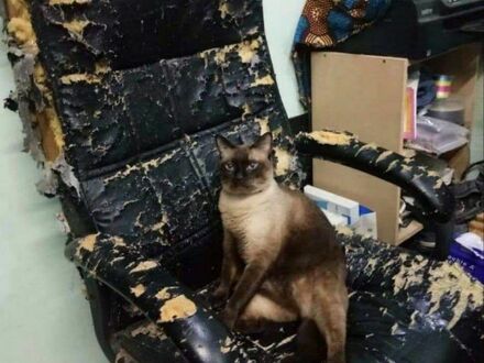 Nie podoba mu się ten fotel