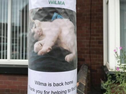 Właściciel kota na plakacie o jego zaginięciu umieścił aktualizację, że kot się znalazł