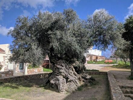 Wieńce wręczane atletom na IO w 2004 zrobiono z gałązek drzewa oliwnego mającego 2000 lat