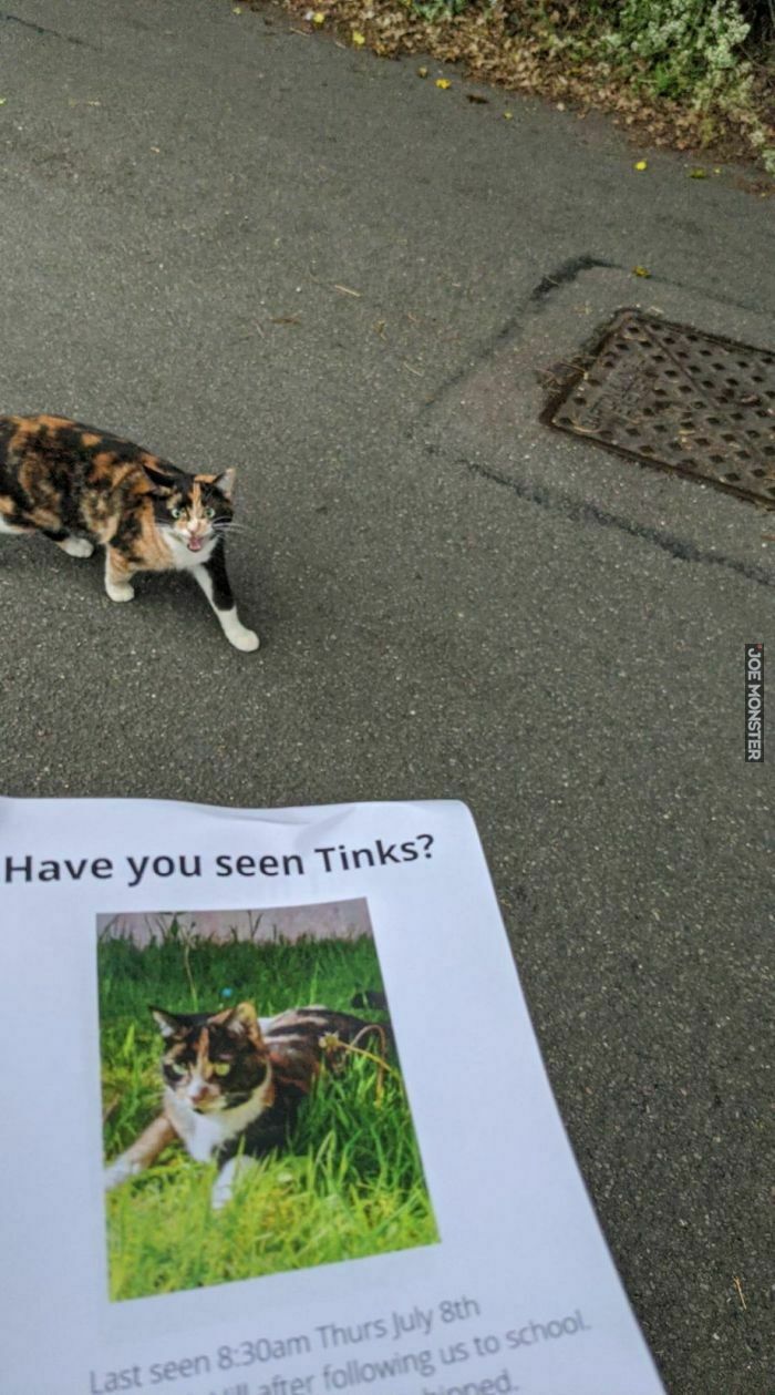 have you seen tinks