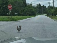 Dlaczego kura przeszła przez ulicę?