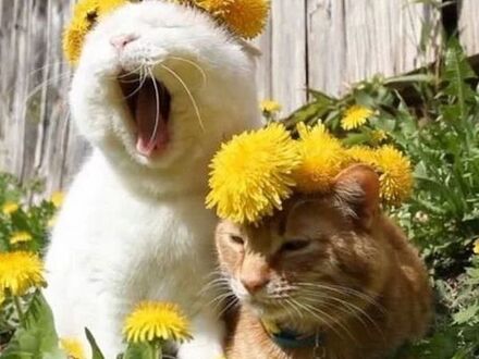 Wiosenne kociaki