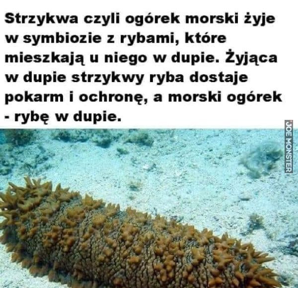strzykwa czyli ogórek morski żyje w symbiozie z rybami