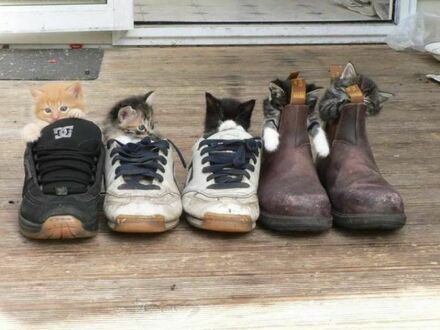 Banda kotów w butach