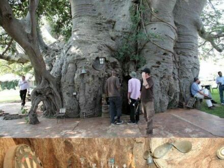 Pub wewnątrz 1000-letniego baobabu