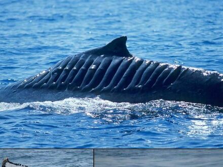 Wieloryb przetrwał spotkanie ze śrubą łodzi i dostał imię Bladerunner