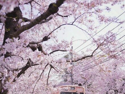 Wiosna w Kioto