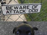 Uwaga na atak psa