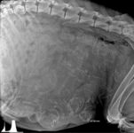Zdjęcie rentgenowskie psa w ciąży