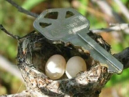 Gniazdo i jajka kolibra, klucz dla skali