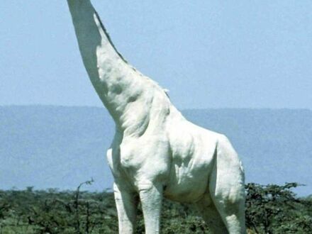 Rzadka biała żyrafa w Kenii