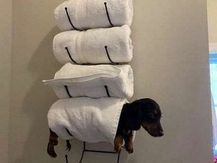 Stojak na ręczniki i na psiaka