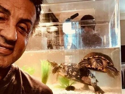 Sylvester Stallone nadal ma żółwie z Rocky'ego, oba mają teraz 46 lat