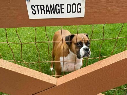 Uwaga, dziwny pies