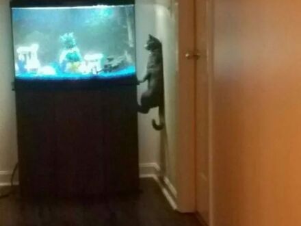 Lubi tak sobie oglądać rybki