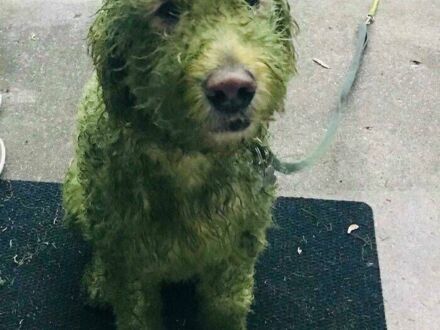 Mój pies został Hulkiem