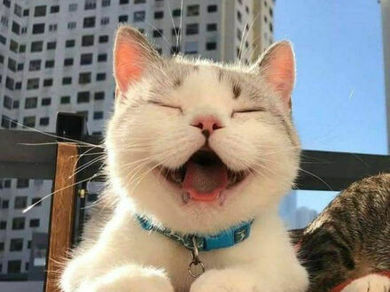 Najszczęśliwszy kot pod słońcem