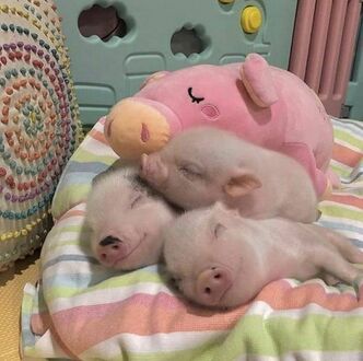 Trzy małe świnki