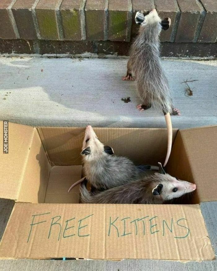 free kittens