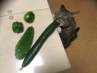 Ma ochotę na zieleninę